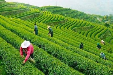 Longjing Village - % ΔRΔBICΔ