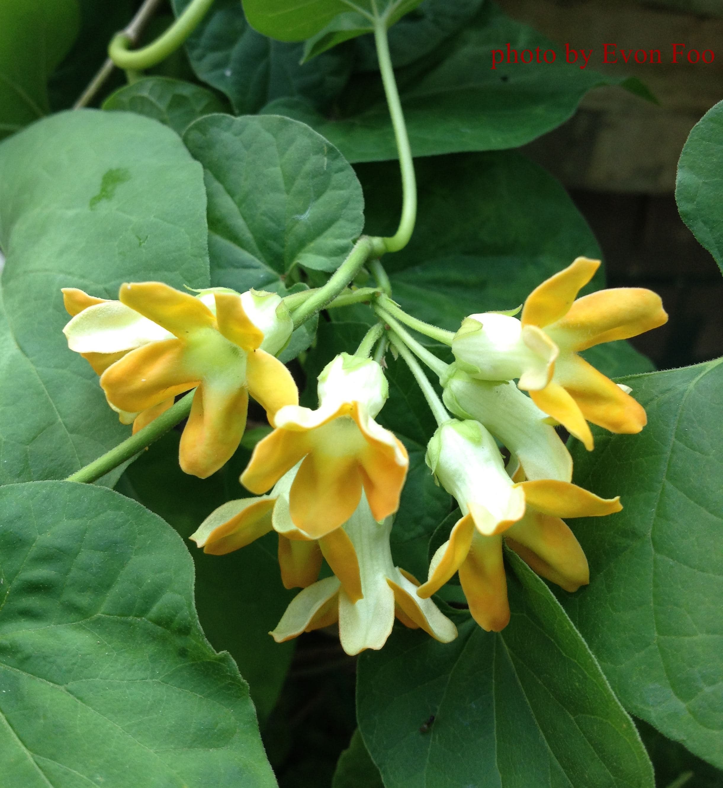 night jasmine 夜來香| Colourful Threads of Life