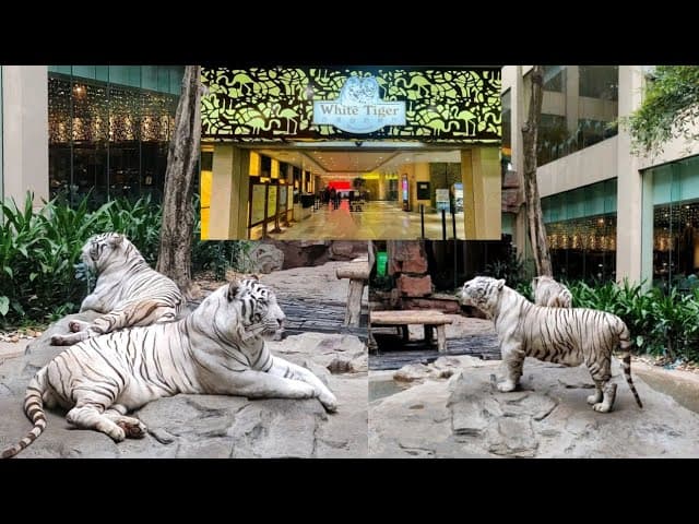 White Tiger Restaurant at Chimelong Safari Hotel |View with Tiger | Indian  family in China Vlog