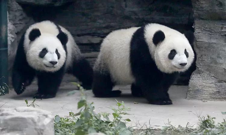 Kids watching pandas at Beijing Zoo