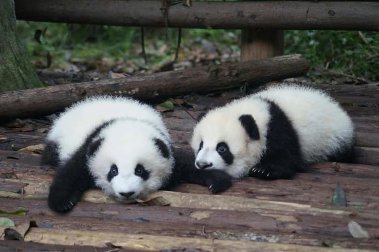 Chengdu: Meet your panda