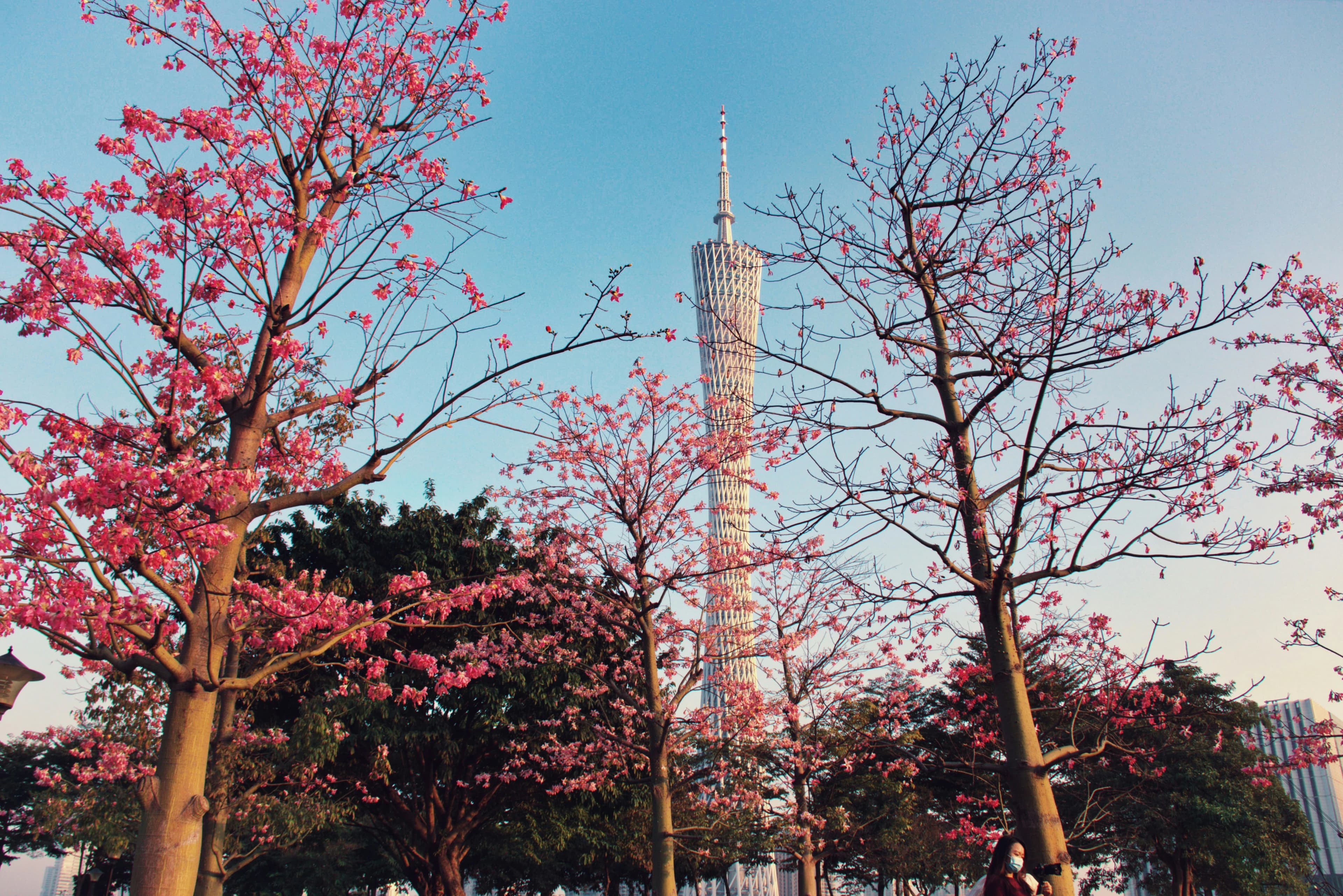 Ultimate Guangzhou Solo Food Travel Guide: 5 Days of Dim Sum & Street Eats