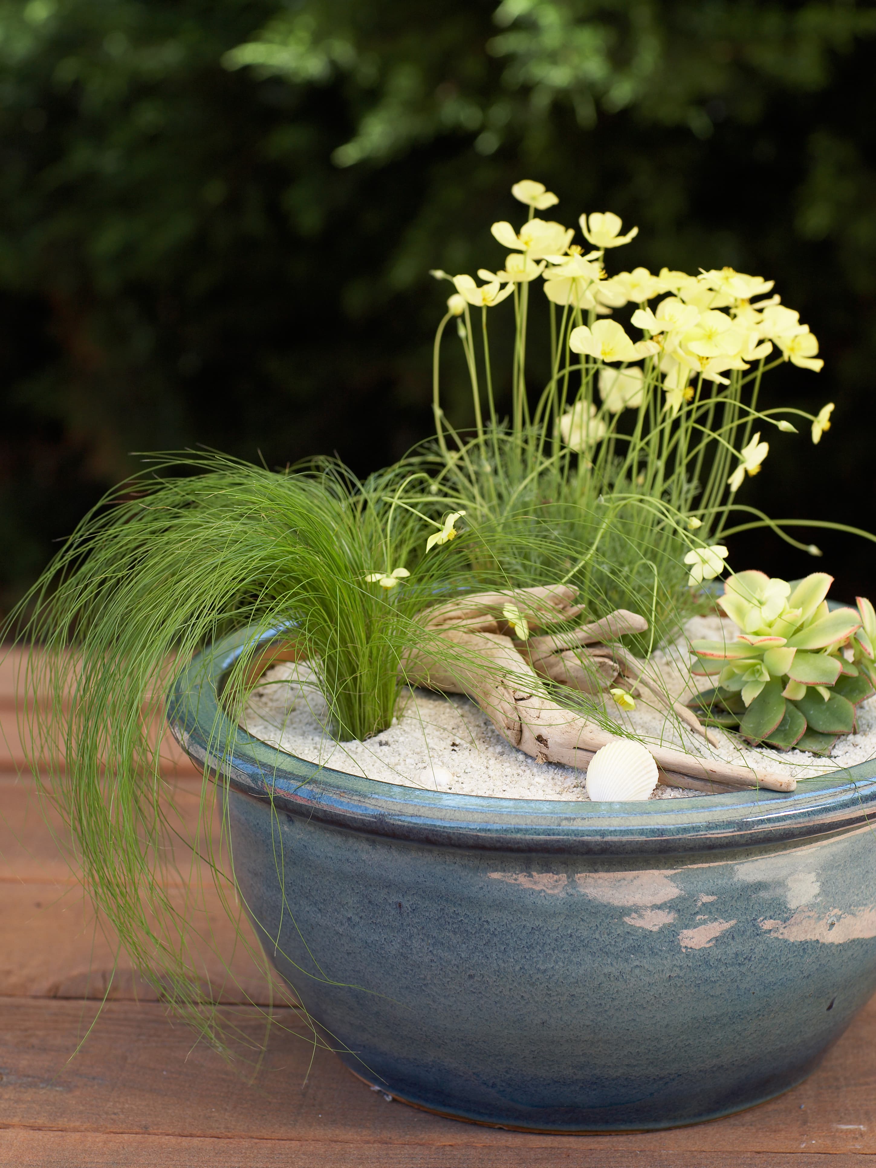 Beach garden in a pot – Sunset Magazine