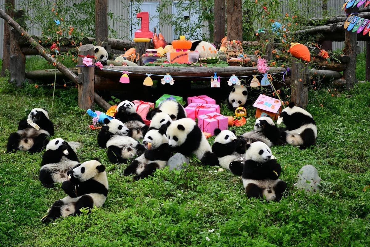 How panda center overcame its breeding rut - Chinadaily.com.cn