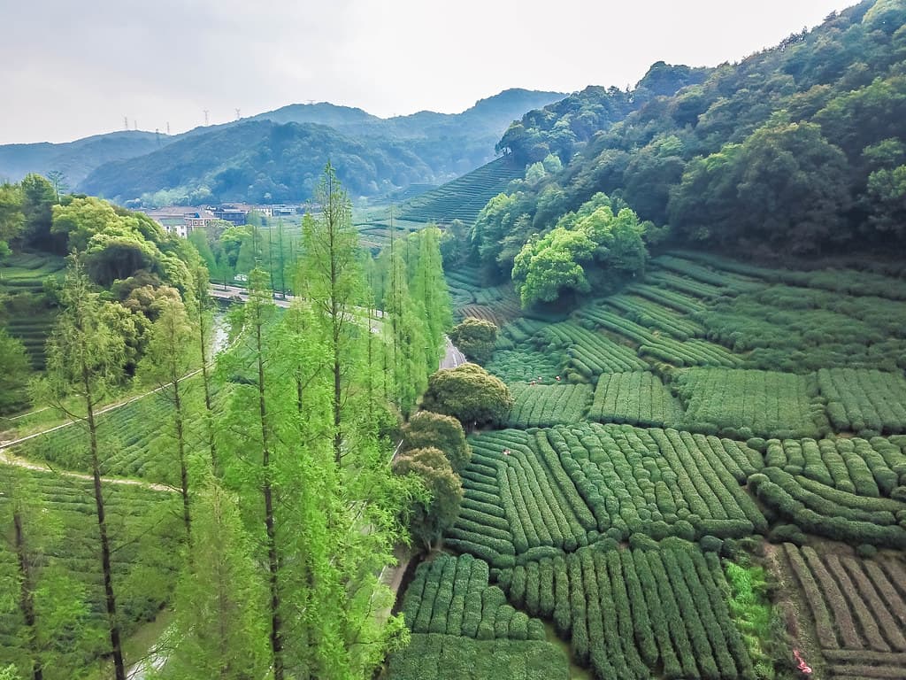 Longjing Tea Picking Experience | Alexis Jetsets | Meijiawu Tea ...