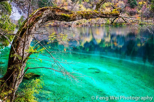 Panda Lake @ Jiuzhaigou National Park | 四川－九寨沟－熊猫海 Panda ...