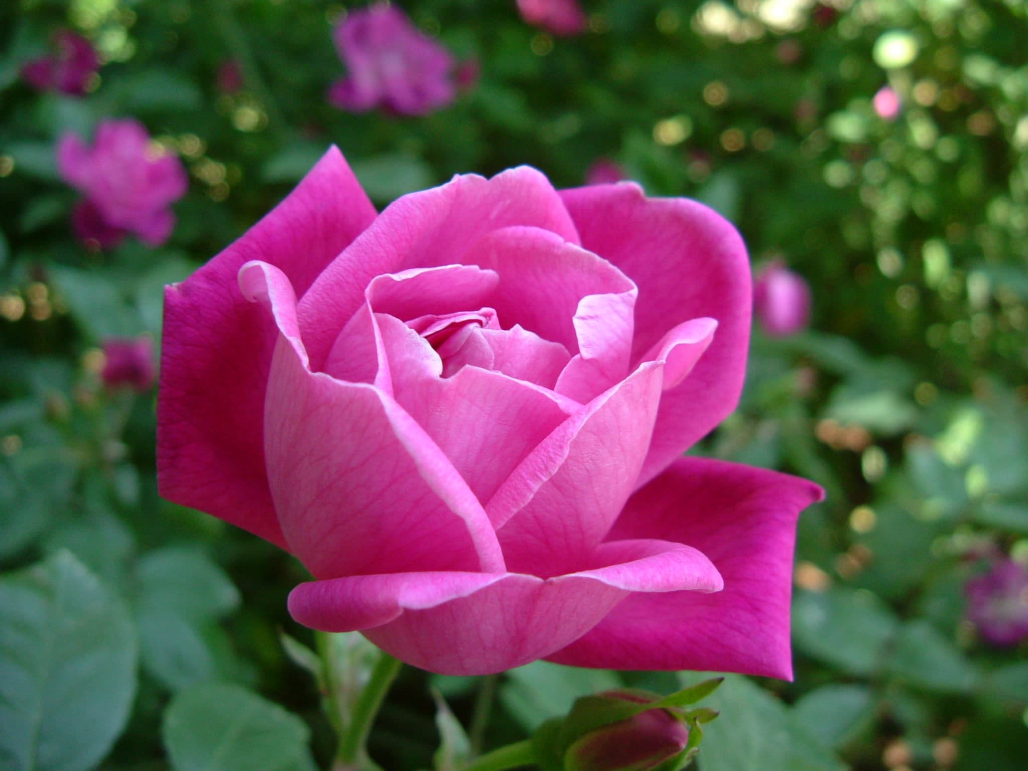 Rosa chinensis - Wikipedia