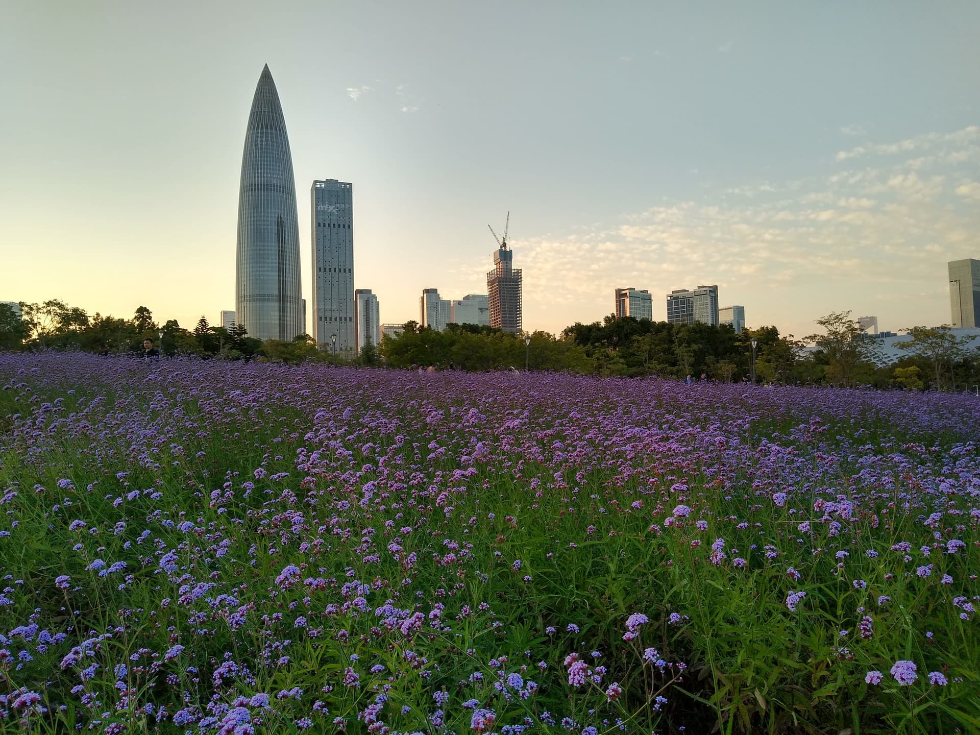 Shenzhen Bay Park - Wikipedia