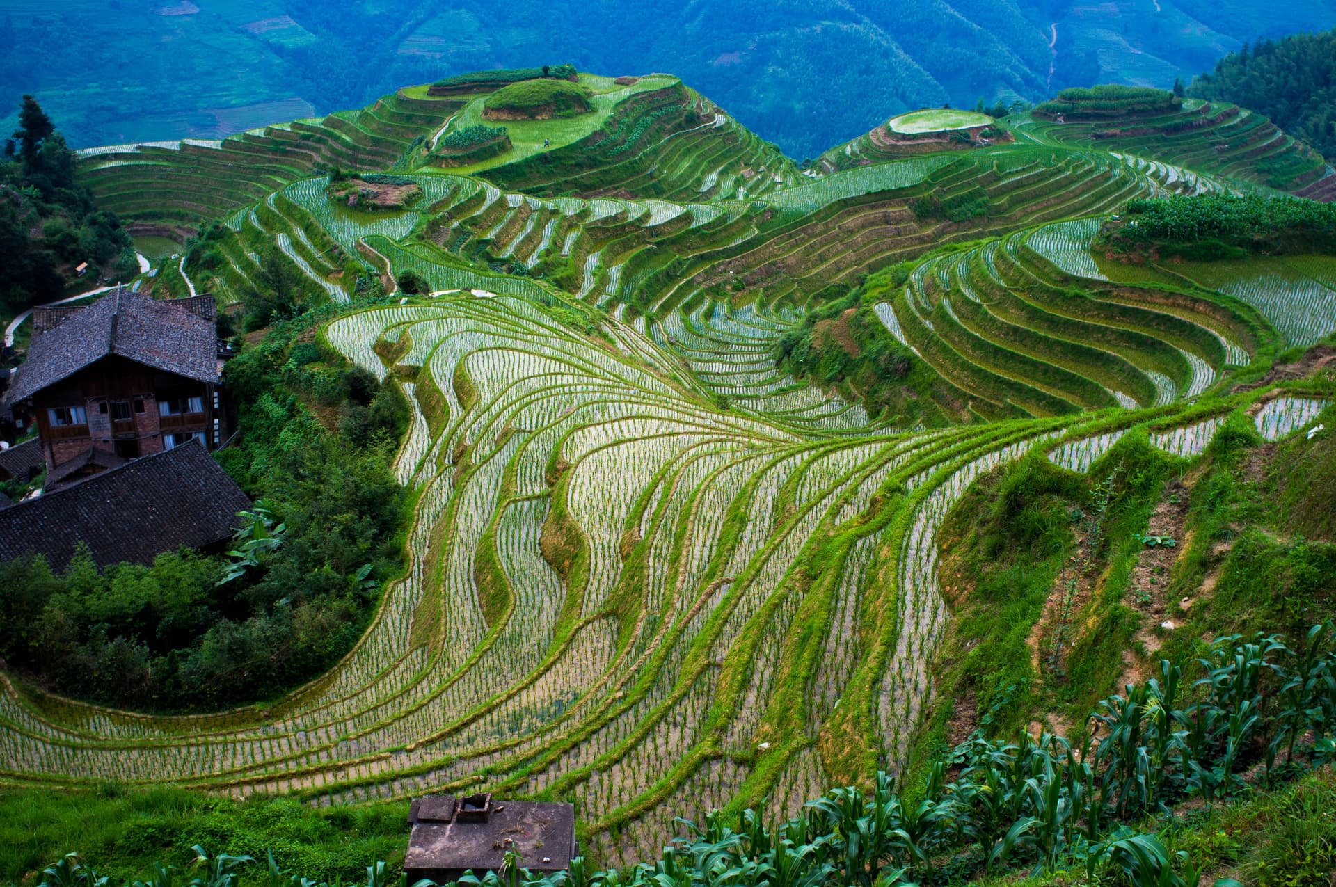 Longsheng Rice Terraces - Wikipedia