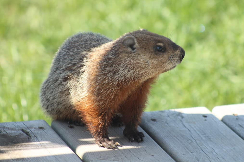 What Does It Mean When You See A Groundhog In The Summer ...