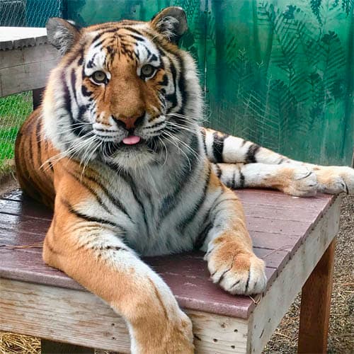 Siberian Tigers - Cat Tales Wildlife Center