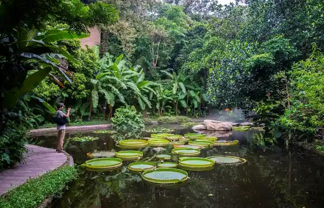 Xiamen Botanical Garden: Facts, What to See and Do...