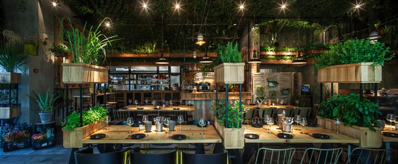 The Plants In This Restaurant Are Herbs That The Chef Uses To Cook ...