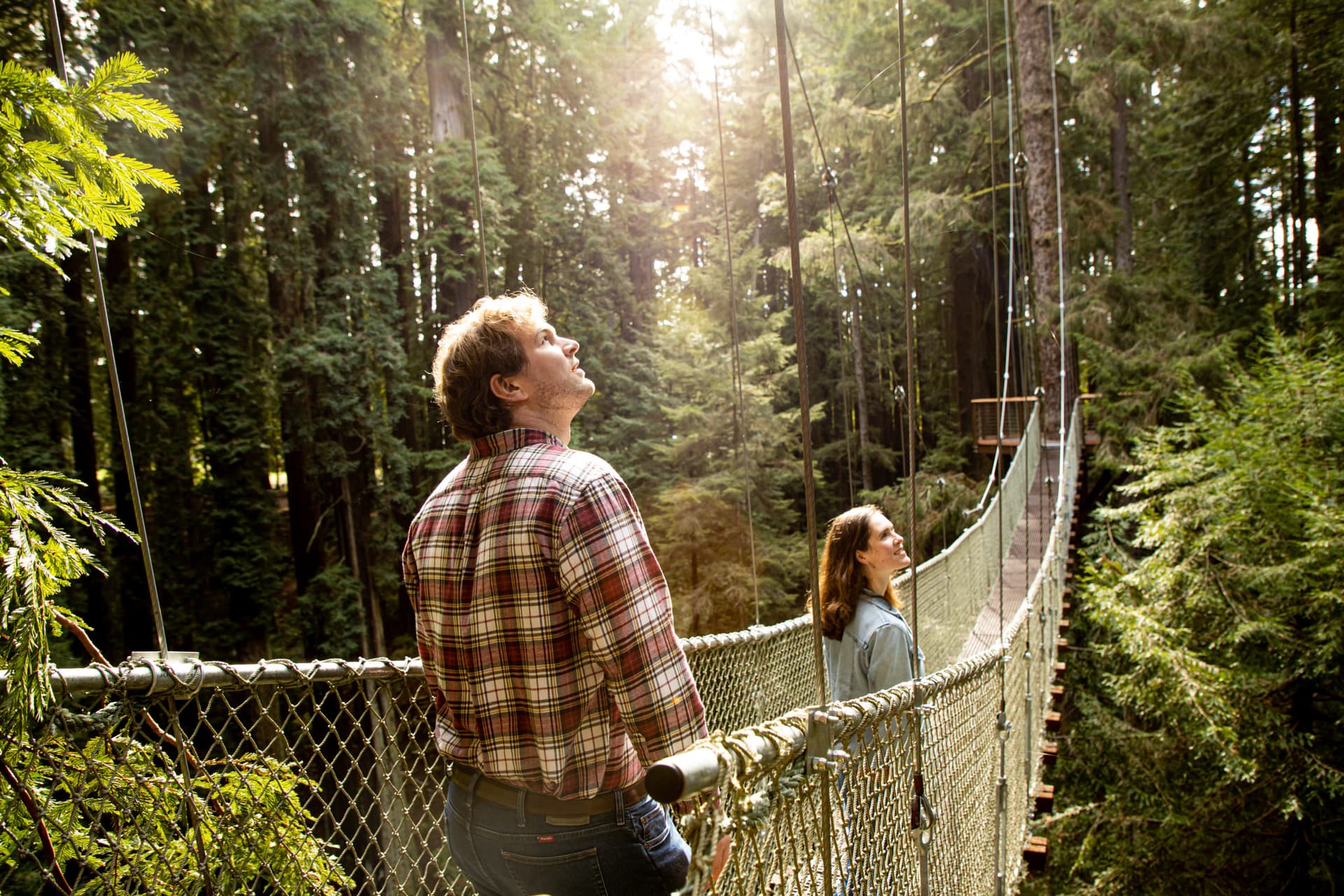 Redwood Sky Walk set to take nature lovers to new heights | Save ...