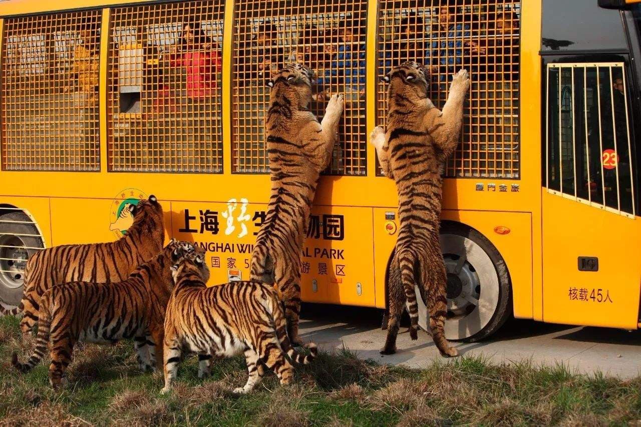 Shanghai Wild Animao Park | Shanghai Zoo Guide | How to Get to ...