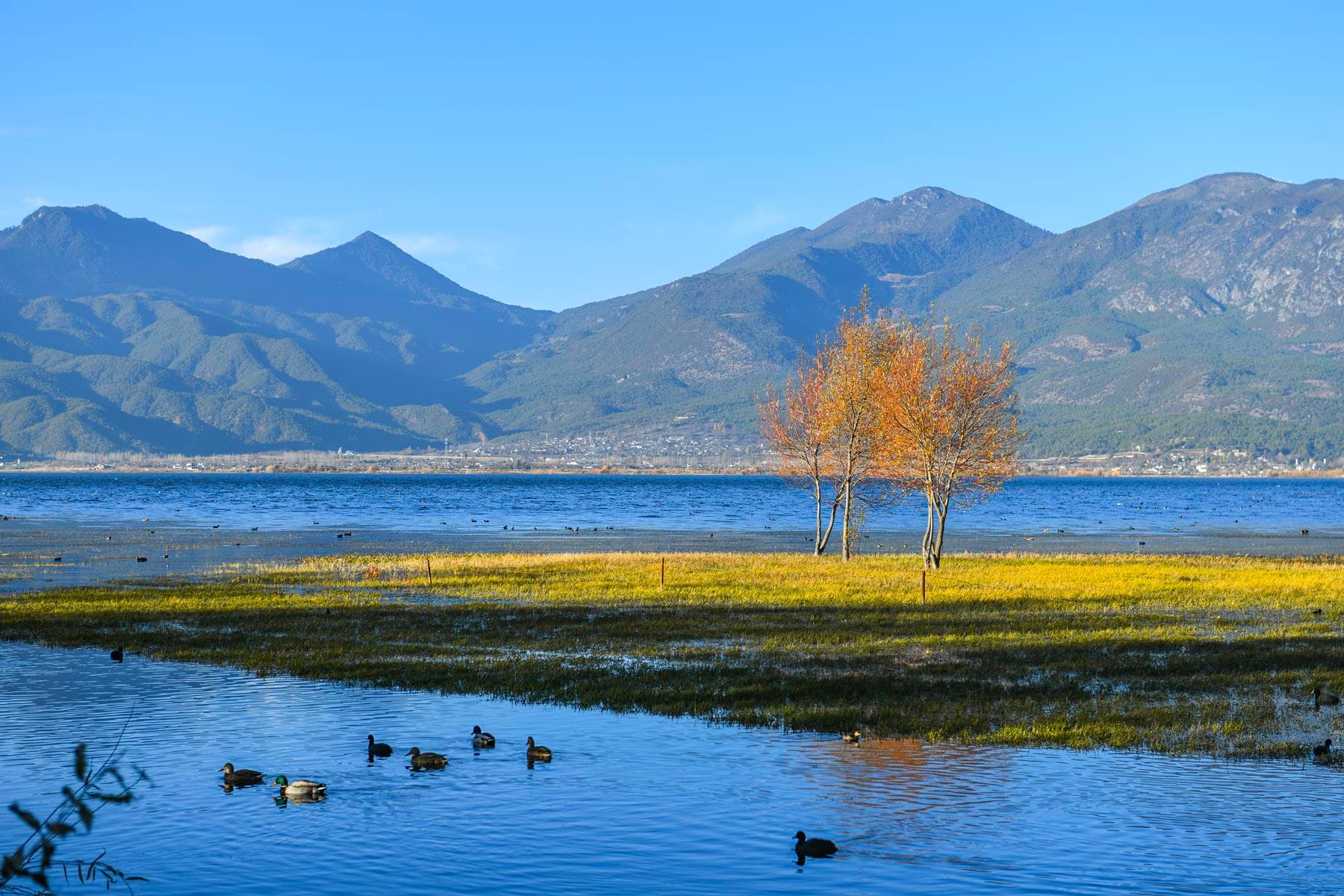 Lashihai Lake: A Haven for Wildlife and Natural Beauty |Visit ...